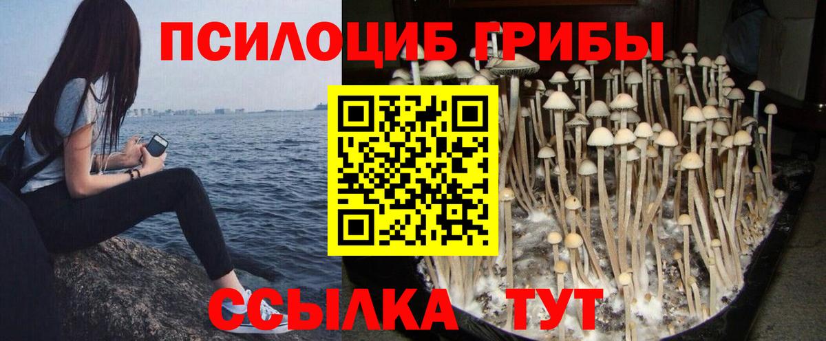 Псилоцибиновые грибы Cubensis  Вход с VPN  Новочебоксарск 